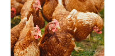 Сальмонеллёз у птицы: Причины, Симптомы, Диагностика, Лечение и Профилактика