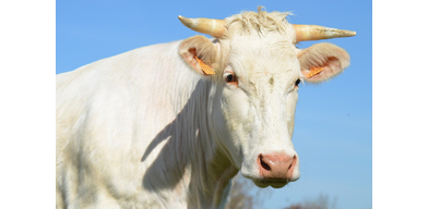 Гормональная синхронизация половой охоты коров