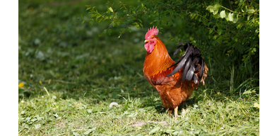 Кокцидиоз сельскохозяйственной птицы. Профилактика и лечение