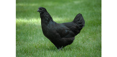 Респираторный микоплазмоз у птиц