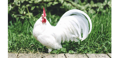 Кампилобактериоз у кур