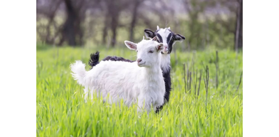 Применение антибиотиков для профилактики распространения инфекционных заболеваний у животных