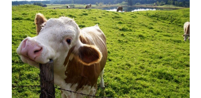 Влияние мастита на качества молока у коровы
