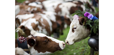 Устойчивость бактериальных возбудителей мастита к антибиотикам