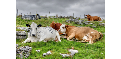 Диагностика и лечение лютеиновой кисты яичников у коров