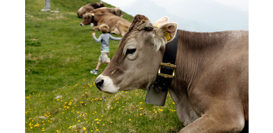 Методики диагностики и лечения маститов