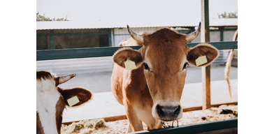 Диагностика и лечение фолликулярной кисты яичников у коровы