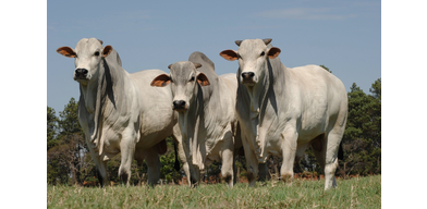 Некробактериоз или копытная гниль у крупного рогатого скота