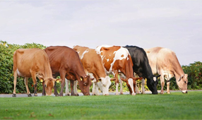 Бабезиоз крупного рогатого скота (КРС)