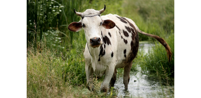Наиболее распространенные бактериальные возбудители мастита у коров